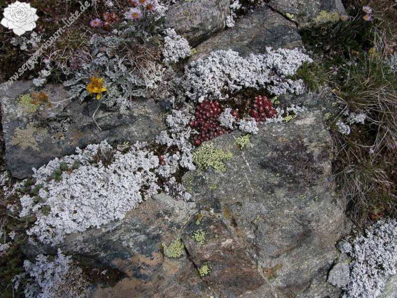 arachnoideum ssp. arachnoideum from Gornergrat (Rotenboden)