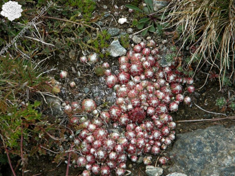 arachnoideum ssp. arachnoideum from Gornergrat (Rotenboden)