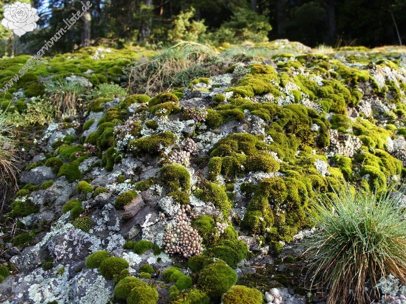 arachnoideum ssp. arachnoideum from Villnösstal (bei St. Jakob)