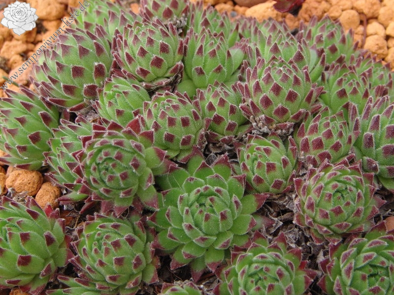 arachnoideum ssp. arachnoideum