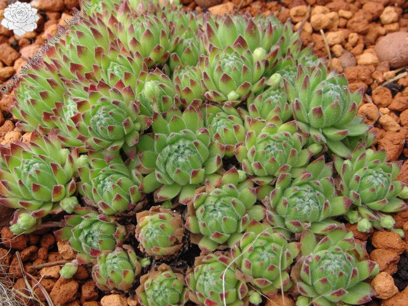 arachnoideum ssp. arachnoideum