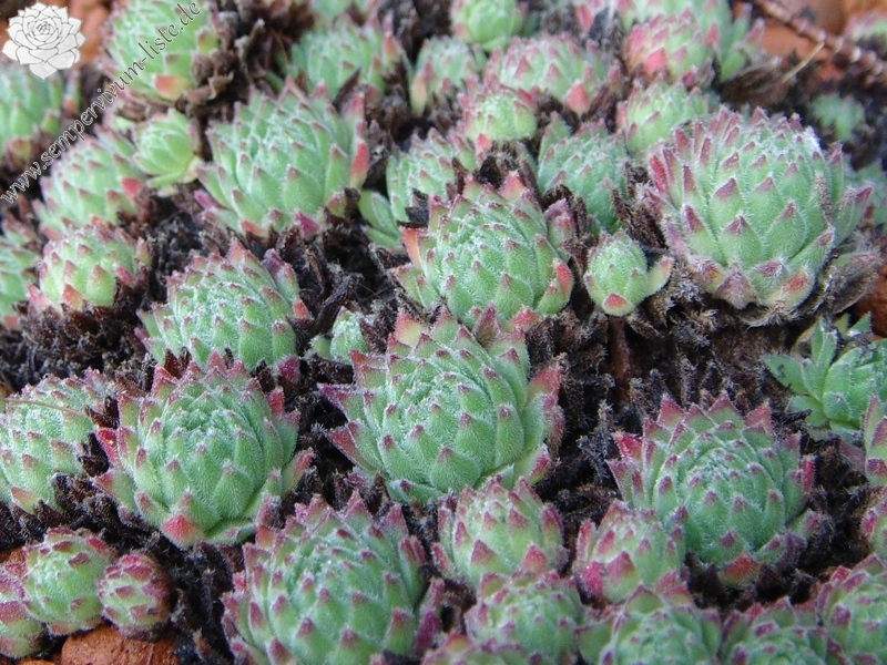 arachnoideum ssp. arachnoideum