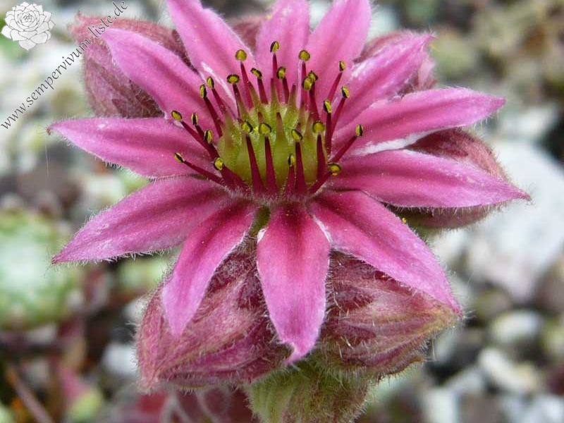 arachnoideum ssp. tomentosum (moggridgei)