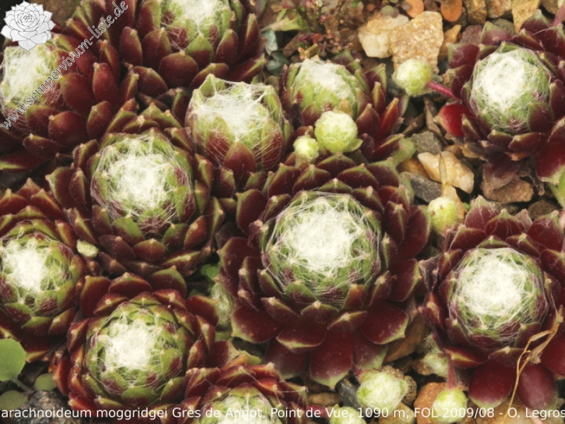 arachnoideum ssp. tomentosum (moggridgei) from Grès de Annot (Point de Vue)