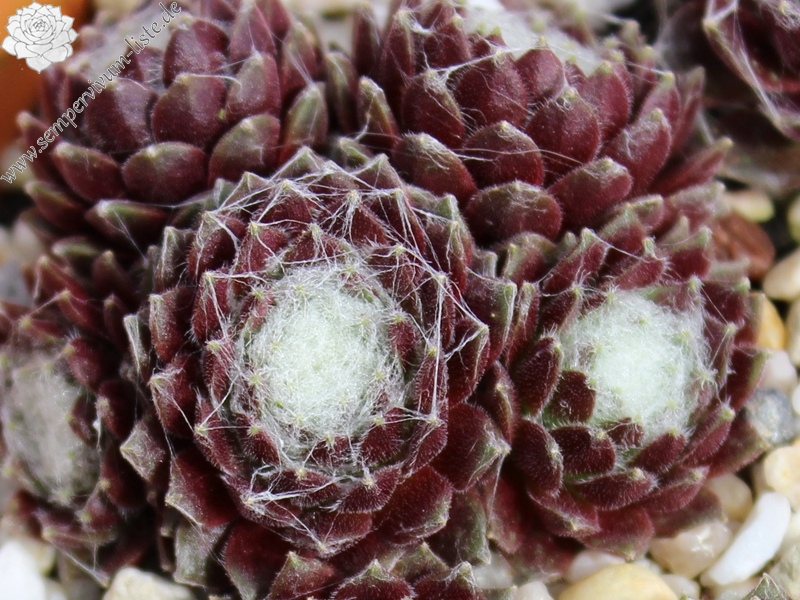 arachnoideum ssp. tomentosum (moggridgei) from Pierlas