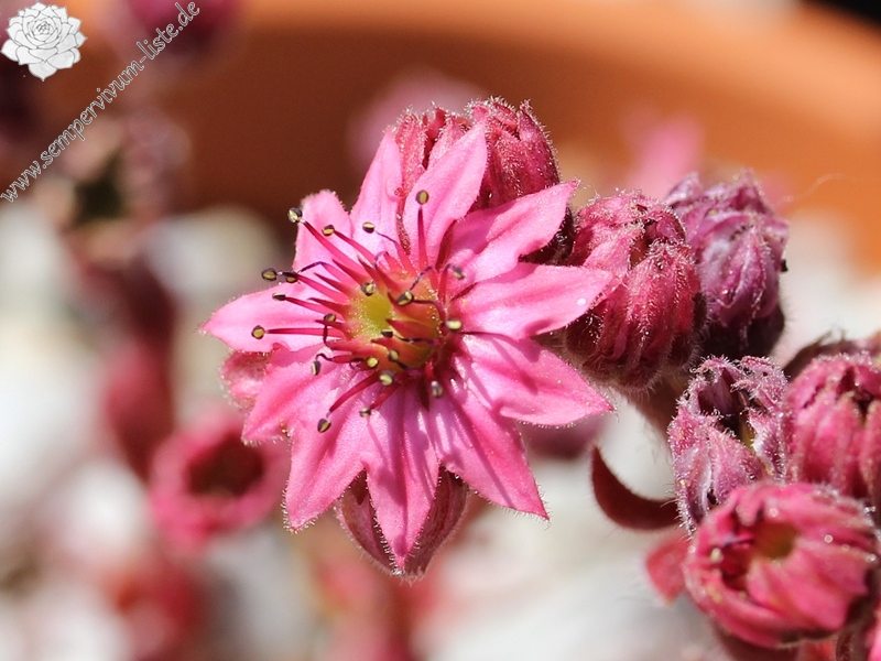 arachnoideum ssp. tomentosum (moggridgei) from Pierlas
