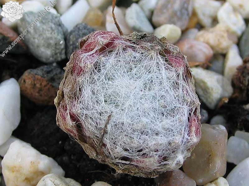 arachnoideum ssp. tomentosum (moggridgei) from Pierlas