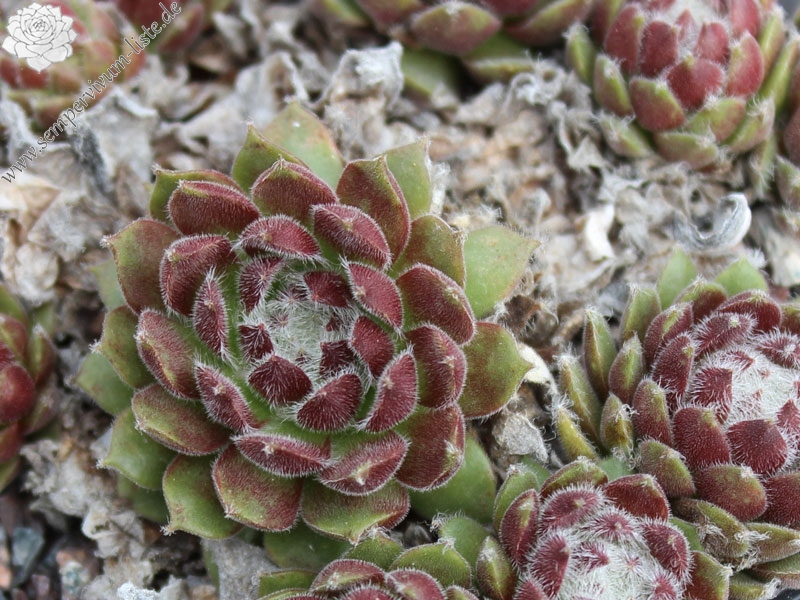 arachnoideum ssp. tomentosum (webbianum)