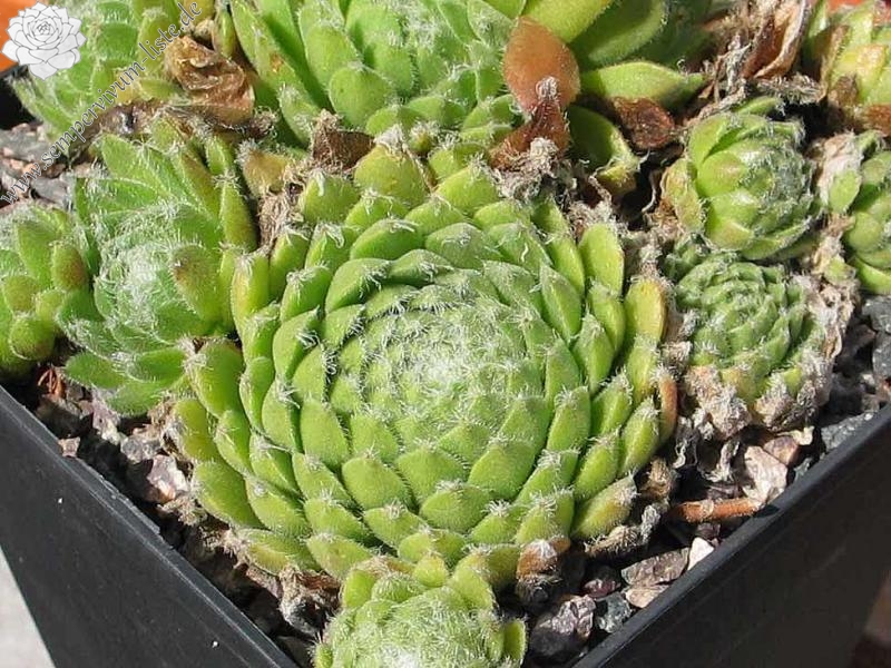 arachnoideum ssp. tomentosum (webbianum)