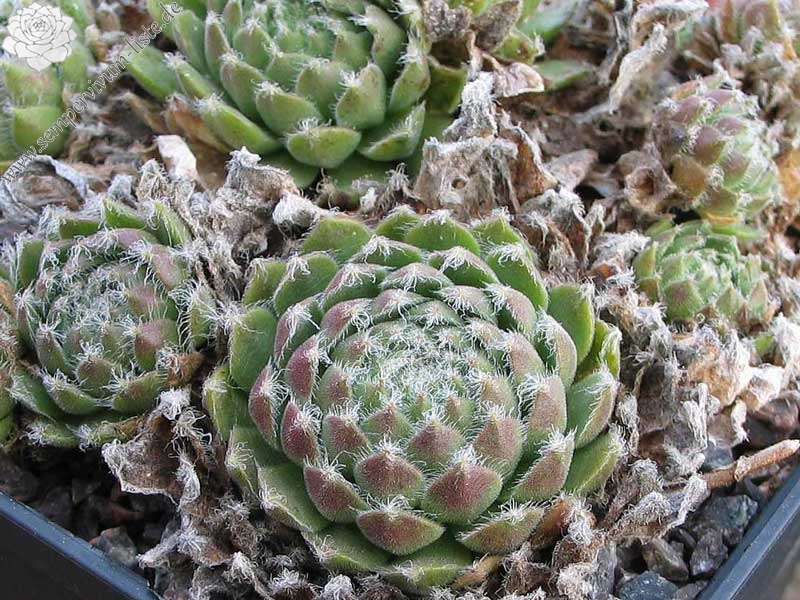 arachnoideum ssp. tomentosum (webbianum)