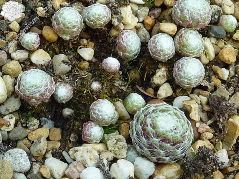 arachnoideum ssp. tomentosum from Gorges de Daluis