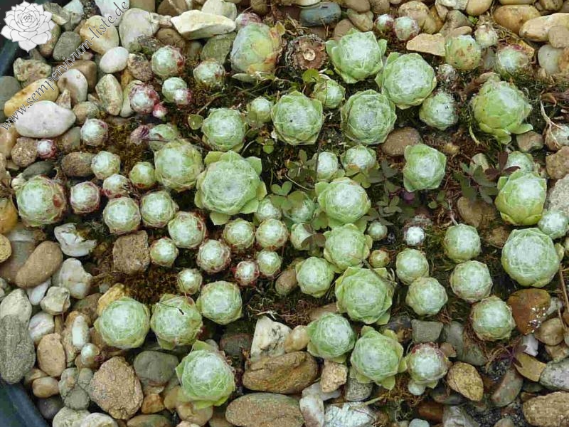 arachnoideum ssp. tomentosum from Julierpass