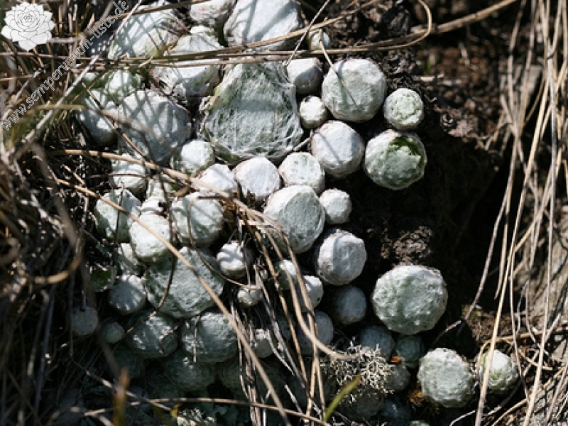 arachnoideum ssp. tomentosum from Le Pervendoux