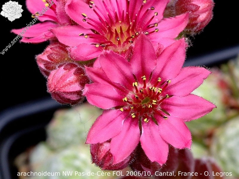 arachnoideum ssp. tomentosum from NW Pas-de-Cère