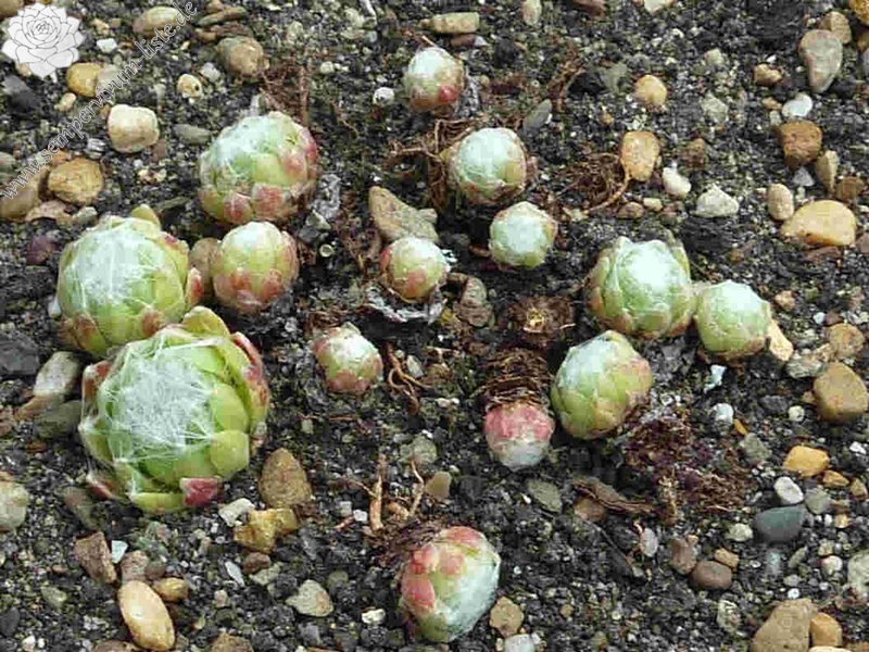 arachnoideum ssp. tomentosum from Roc de Chirlons