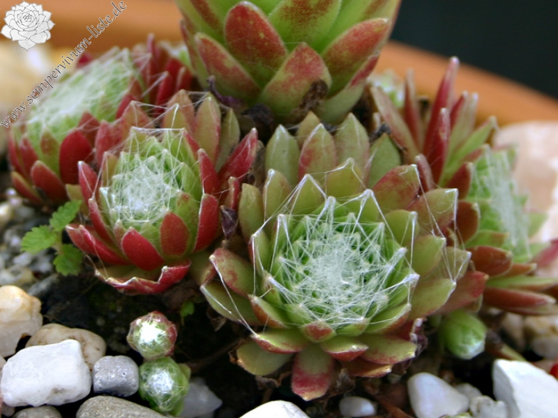 arachnoideum ssp. tomentosum
