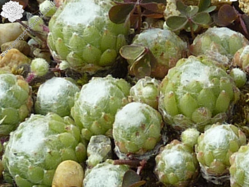 arachnoideum ssp. tomentosum