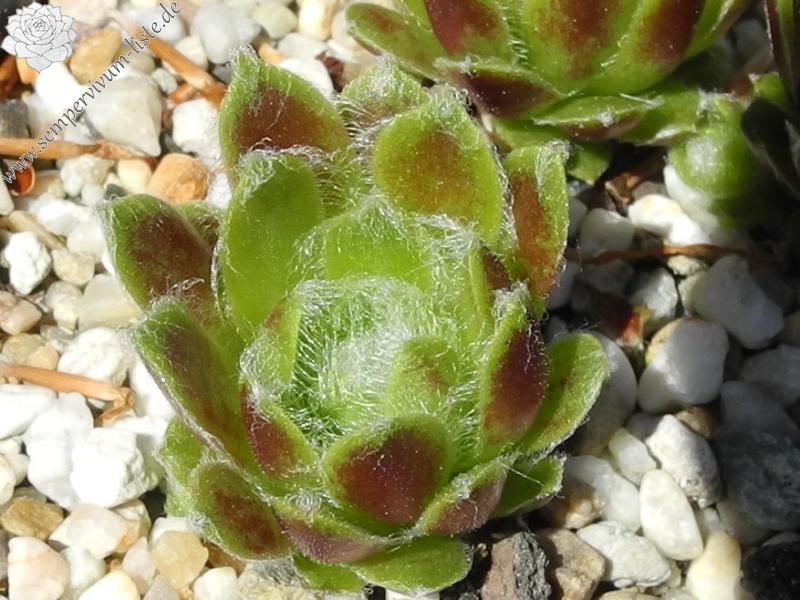 arachnoideum x S. minutum