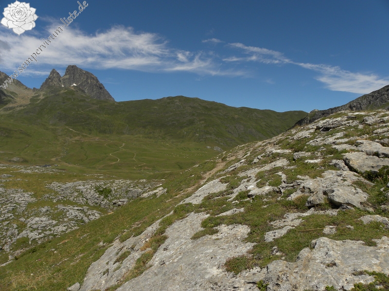 arachnoideum x S. montanum x S. tectorum from Col du Pourtalet, 1795m