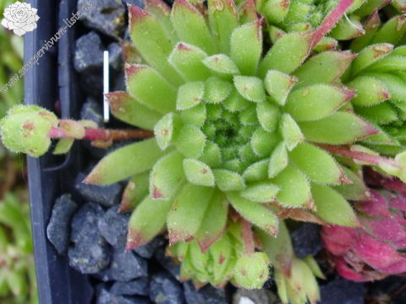 arachnoideum x S. pittonii