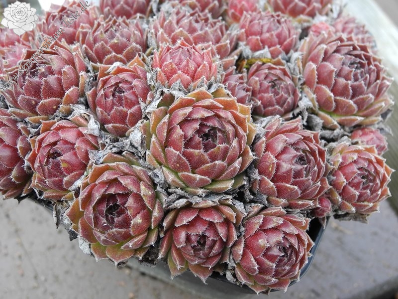 arachnoideum x S. ruthenicum