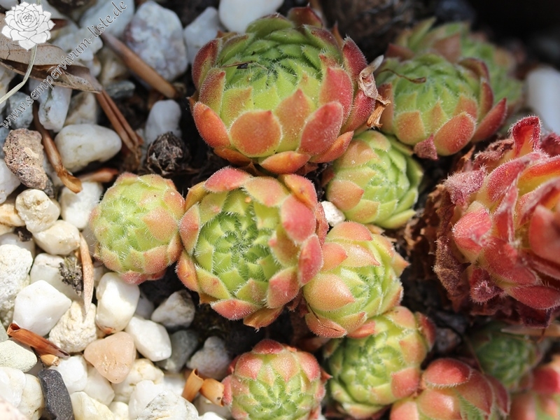 arachnoideum x S. ruthenicum