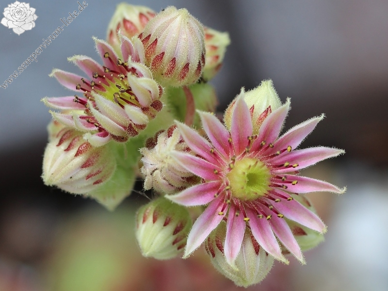 arachnoideum x S. ruthenicum