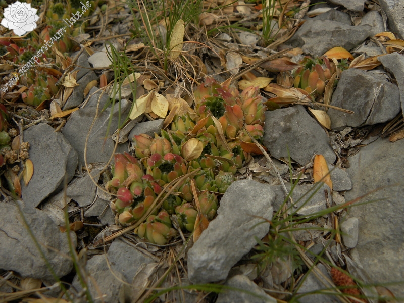 arachnoideum x S. tectorum from Pedraforca, Abhang
