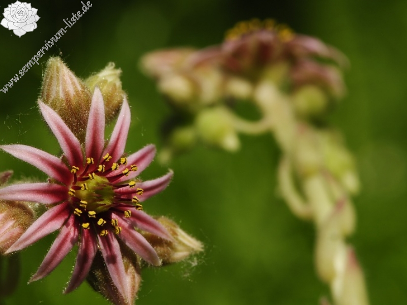 arachnoideum x S. tectorum from Pedraforca, Abhang