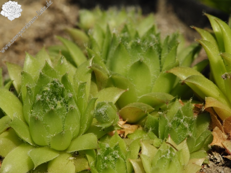 arachnoideum x S. tectorum from Sant Maurici, unter dem See S. M.