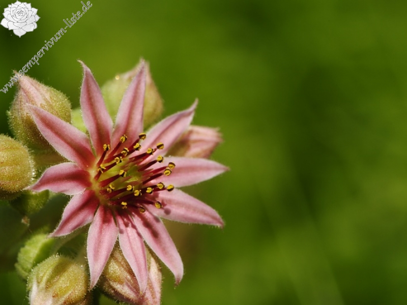arachnoideum x S. tectorum from Sant Maurici, unter dem See S. M.