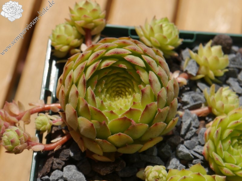 armenum cf. from Ilgaz Dagi, Radio Station (PH8041)