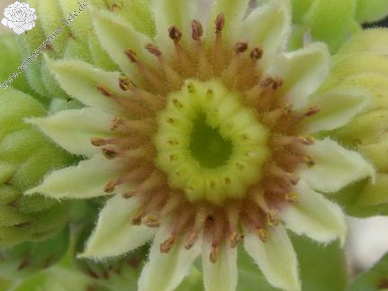 armenum cf. from Kostandag Geçidi to Yayladere