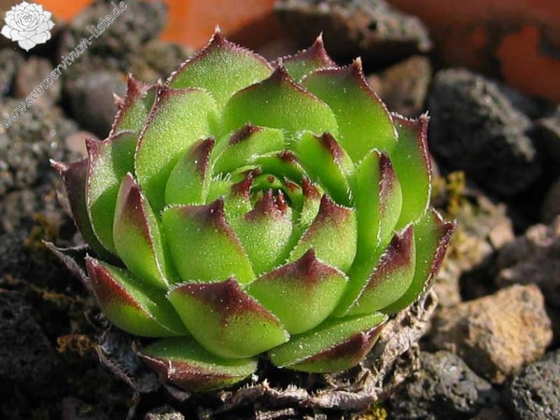 armenum from Ilgaz Dagi