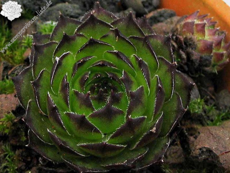 armenum from Ilgaz Dagi