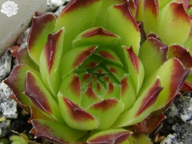 armenum from Işık Dağı