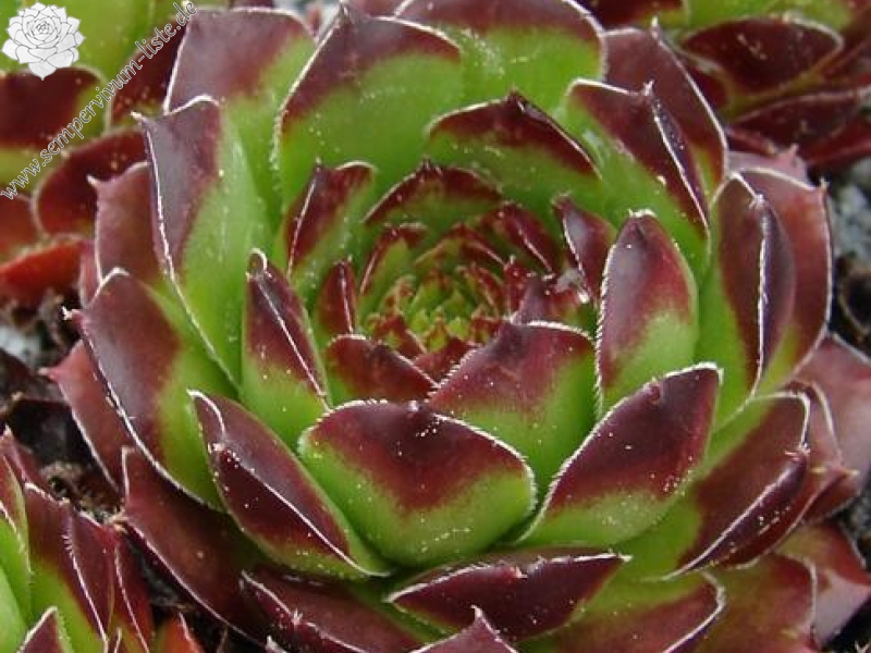 armenum from Trabzon