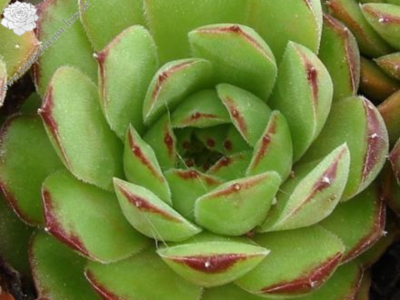 armenum ssp. insigne from valley above Cirdak