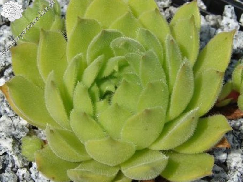 artvinense from Asagi Dagi