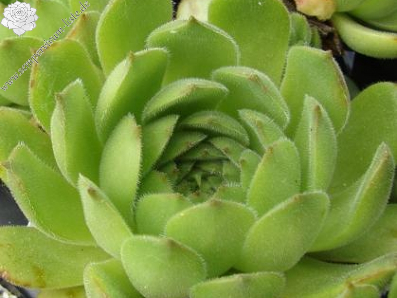 artvinense from Asagi Dagi