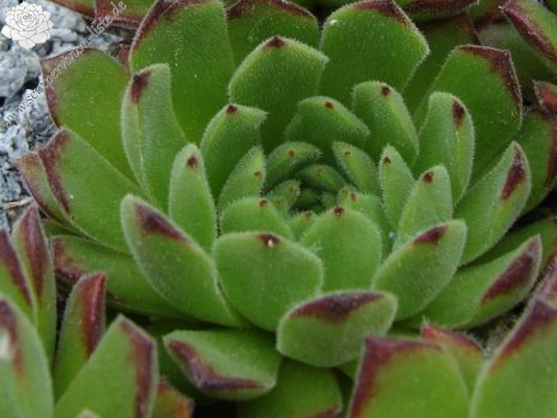 artvinense from road Ispir to Yusufeli