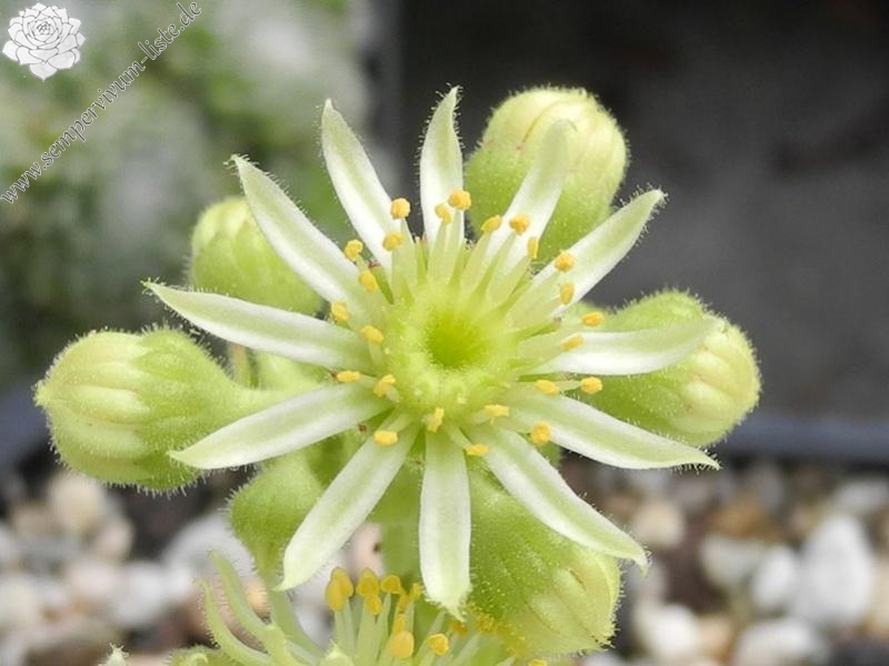 artvinense from road Ispir to Yusufeli