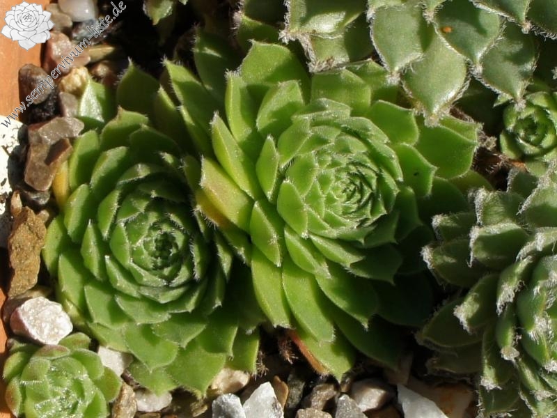 atlanticum from Mount Atlas