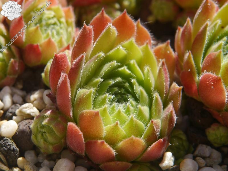 atlanticum from Mount Atlas