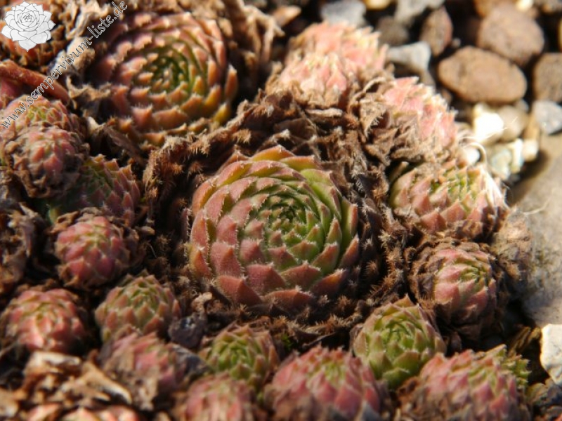 atlanticum from Mount Atlas