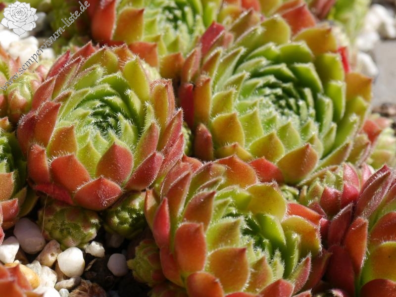 atlanticum from Mount Atlas