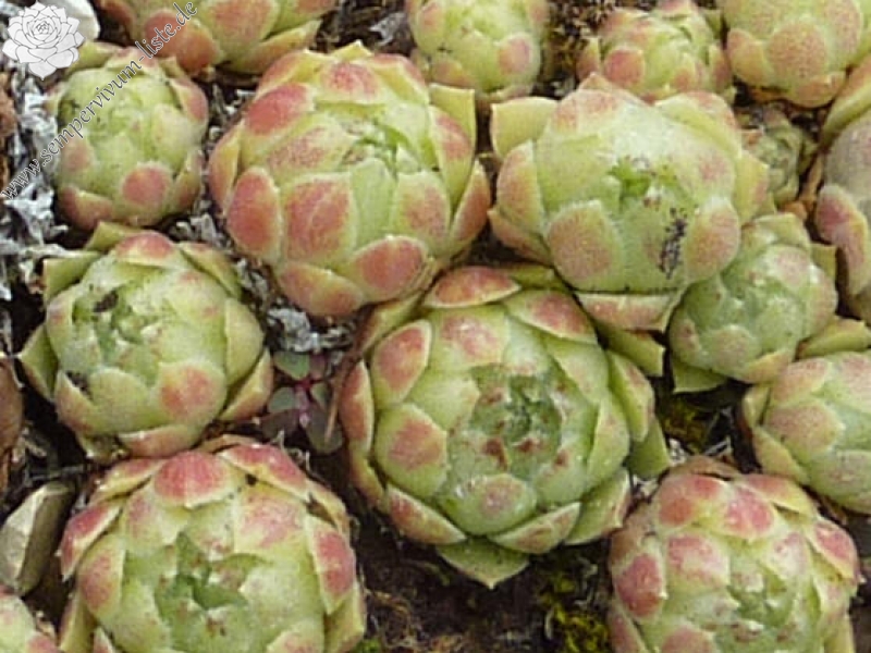 atlanticum from Oukaimeden