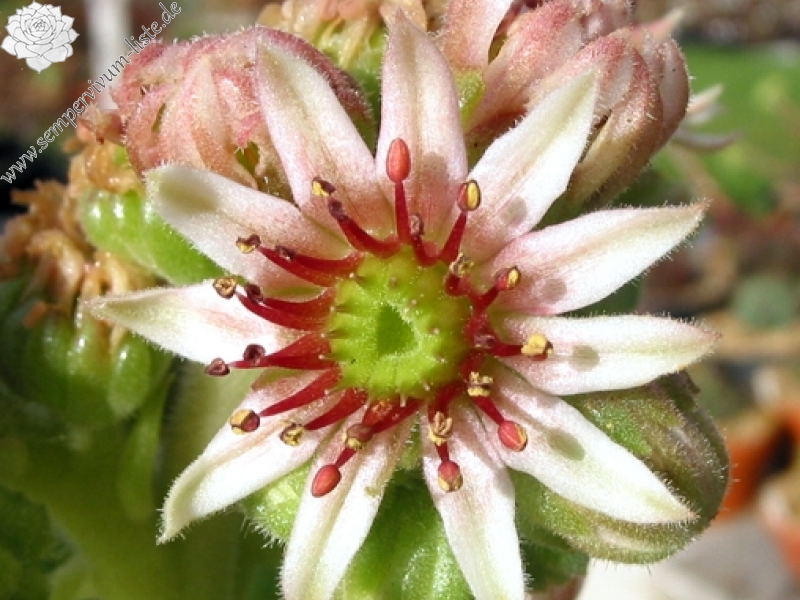 atlanticum from Oukaimeden