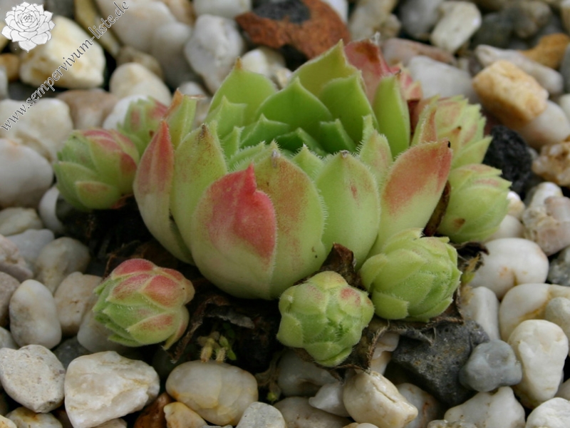 atlanticum from Tizi'n Tichka