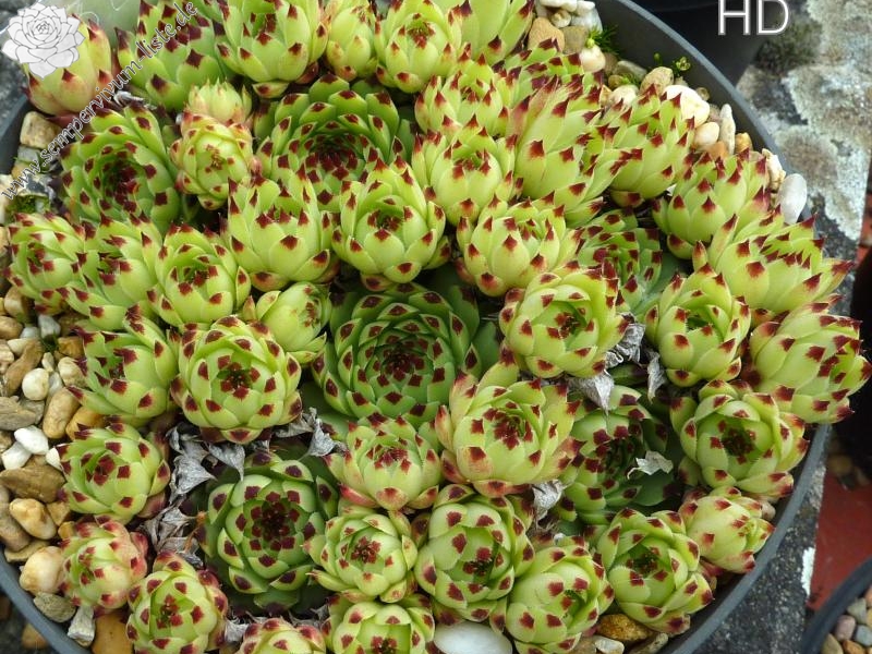 calcareum from Rocher de Aubin